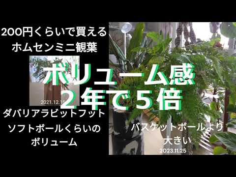 ホワイトグースフット 植物