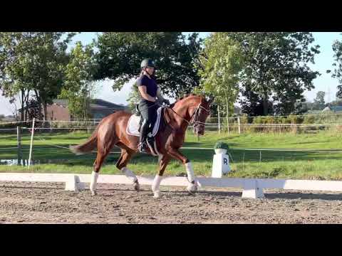 Stute von Royal Doruto