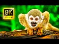 8K COLORFUL WILDLIFE ANIMALS COLLECTION IN 8K ..