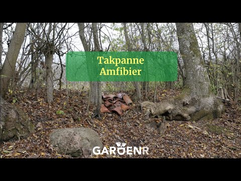 Takpanne Amfibier - Trädgårdshacks med GardenR