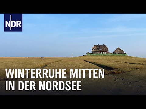 Mitten in der Nordsee: Friesenwinter auf den Halligen | Nordseereport | NDR Doku
