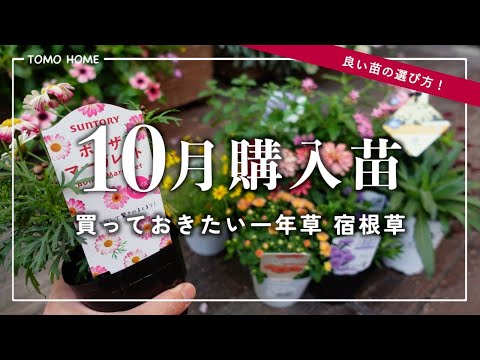 園芸 偽アルム、ホワイトベール、ムーンフラワー