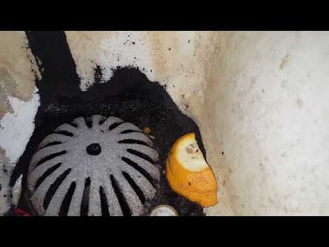 Bar Swarming with Fruit Flies in Red Bank, NJ