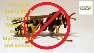 Safely & Easily Kill a European Wasp Nest Part 1 - Myths, Facts and Science