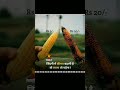 Life Ki Sachai Most People