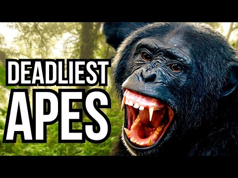 Ranking All 8 Great Apes From Least Deadly To Deadliest
