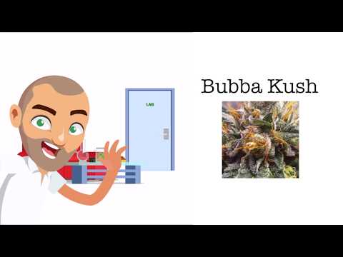 Bubba Kush Strain Review