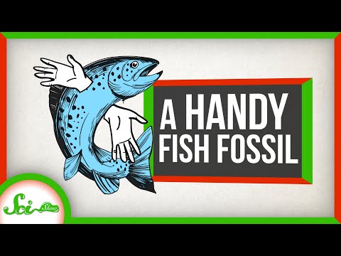 とても便利な魚の化石 (A Very Handy Fish Fossil)