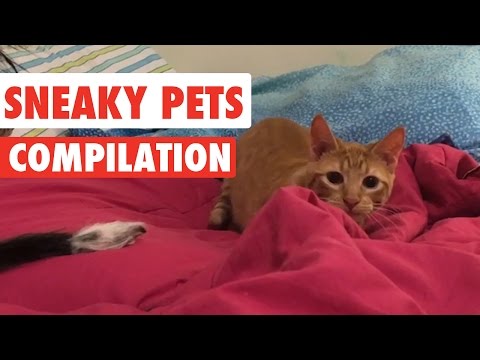Sneaky Pets Video Compilation 2017