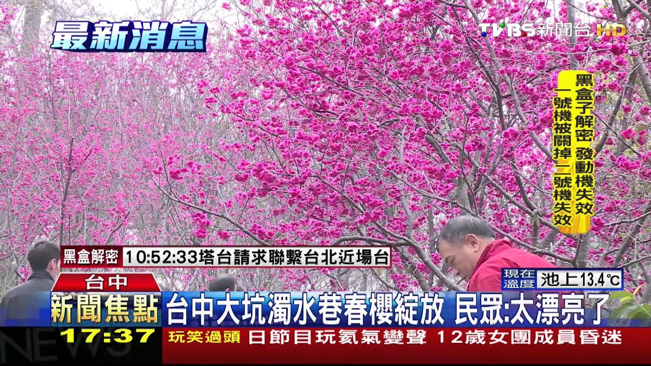 台中大坑濁水巷春櫻綻放 民眾:太漂亮了