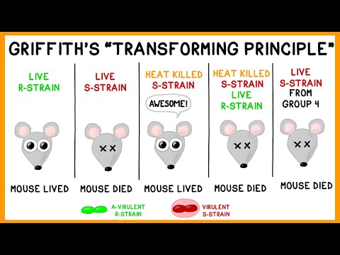 Griffiths Experiment: Bakterielle Transformation