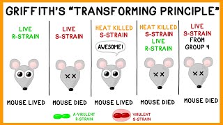 The Griffith Experiment Video Tutorial & Practice | Pearson+ Channels The Griffith Experiment Video Tutorial & Practice | Pearson+ Channels