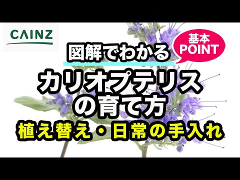 カリオプテリスの育て方 | 別名 ダンギク(段菊) カインズ花図鑑