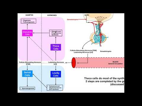 Specific Hormones | Functions of FSH and LH [Gonadotropins]