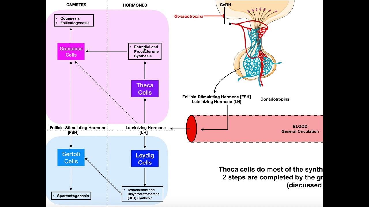 Specific Hormones | Functions of FSH and LH [Gonadotropins]