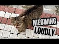 Tabby Cat Meowing Loudly For Food She Is Starving
