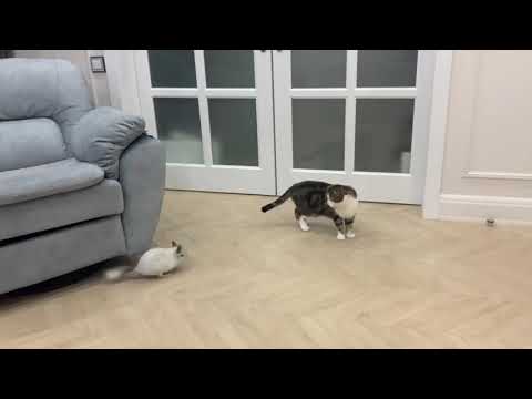 Chinchilla attacked the cat