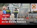 435 HONDEN afgepakt bij controle HORRORFOKKER in Eersel | Omroep Brabant