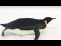 Migration of the Emperor Penguin