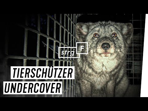 Pelz: Das Geschäft mit den Tieren | STRG_F