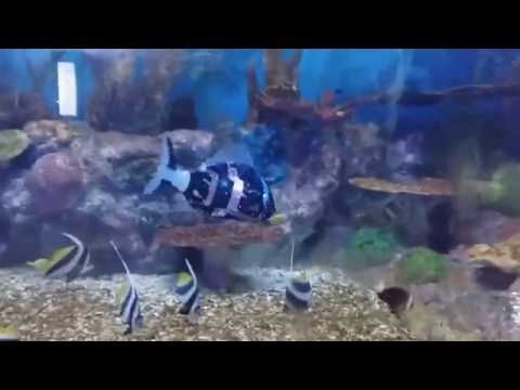 MIRO with tropical fish in Incheon Education and Science Research Institute, Korea