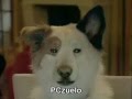 Dog With A Blog First Promo
