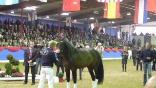 preview picture of video 'www.reitschule-sandbrink.de TEMPTATION - SANDRO HIT 800.000,- Euro Oldenburger Stallion - Auction'