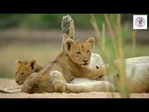 LionMind Motovation 4