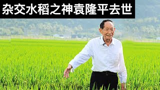 杂交水稻之神袁隆平去世/赛格大厦封楼(字幕)/Yuan Longping, &#39;Father of Hybrid Rice,&#39; Dies At 91/王剑每日观察/20210522