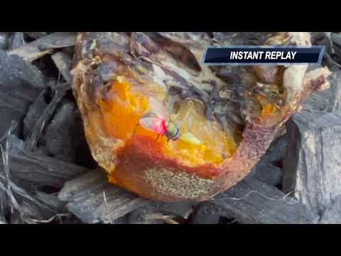 Shred-Er Bug Beam.  Testing the Bug Beam (laser) on Shred-Er from Bug-A-Salt