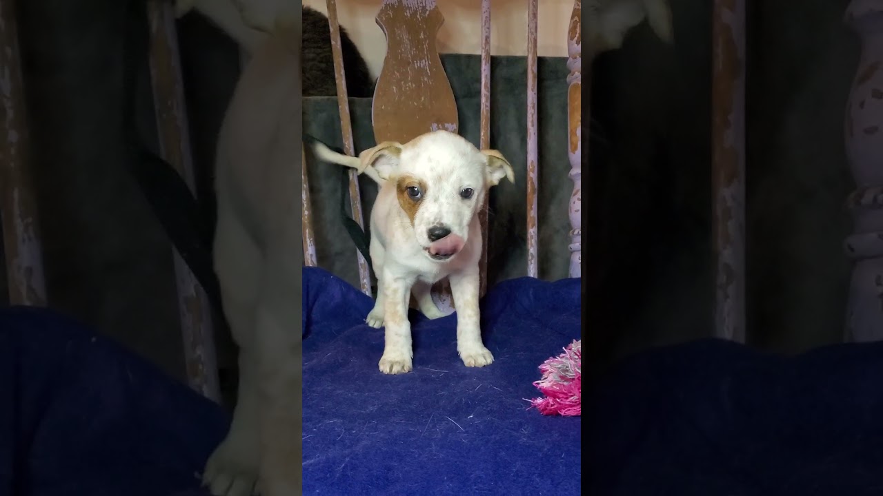 Enlarge Carole , a Adoptable mixed breed in Blairstown, NJ video 6/6