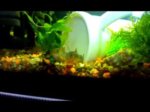 APAREAMIENTO Y PUESTA DE CORYDORAS