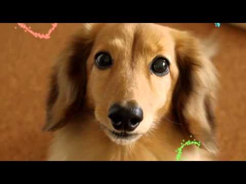 Twinkle Sketch Video