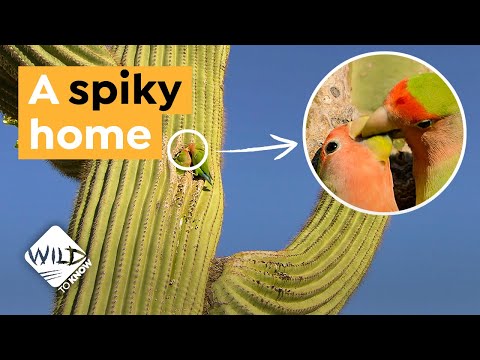 How this African Parrot Ended Up in a Cactus in Arizona I Wild to Know