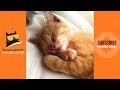 Sleeping Beauty 😍😴 | Sleeping Cats Video 2019