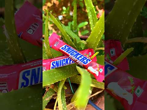 Lets try Snickers😀#shortsfeed #shorts #snickers