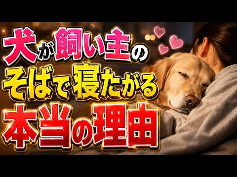 犬が飼い主のそばで寝る理由｜単なる甘えではない、本能と心理の科学