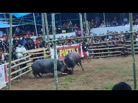 TABRAK MASUK !!!_Krisday4nt1 LAPENDER (Win) Vs GOLDEN NRS