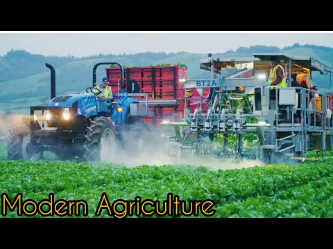 How 2 Billion Tulip Bulbs Are Produced and Harvested - Tulips Cultivation Technique in Green House