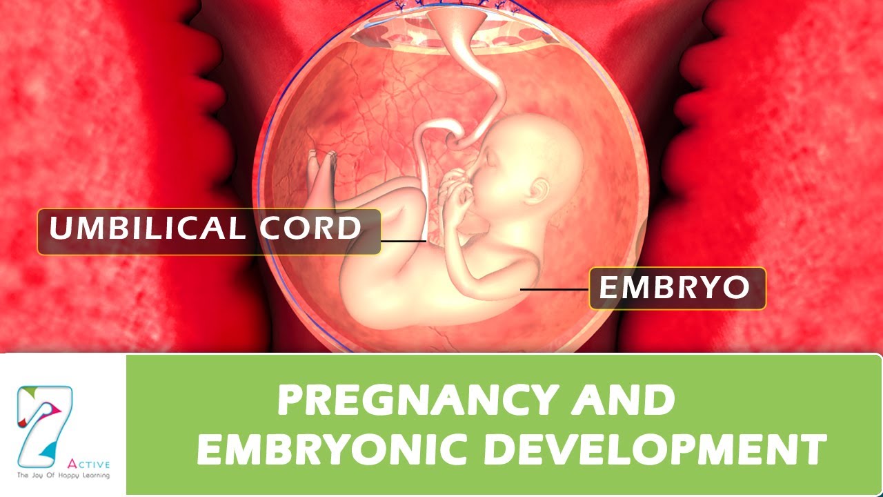Pregnancy and Embryonic Development