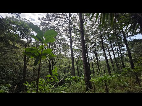 VENDO LOTE 🥳EN LA PALMA CHALATENANGO IDEAL  PARA CABAÑA O CASA DE CAMPO 🥳
