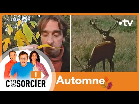 Automne - C'est pas sorcier [Intégrale]