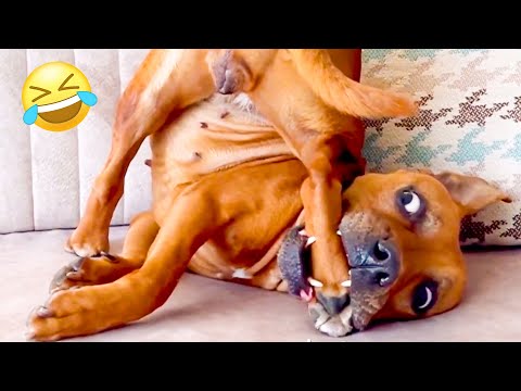 FUNNIEST Pet Fails Of 2023! 🤣 Try Not To Laugh