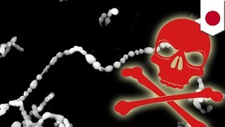 Flesh-eating bacteria: Japan suffers record number of cases of deadly disease in 2014