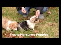 Welsh Corgi Pembroke dogs for sale: Bully - Video 1