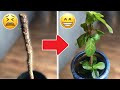 Is Your Fiddle Leaf Fig DROPPING LEAVES?? Do this ASAP!
