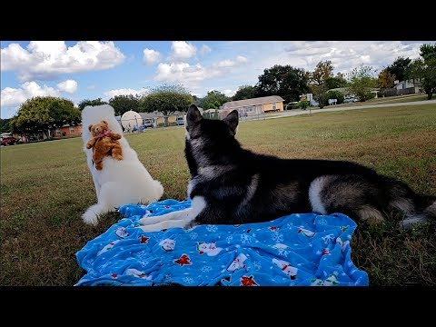 Picnic With Tonka & Monroe ❤️!