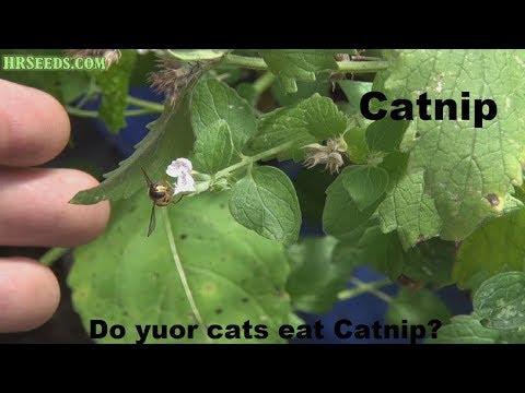 ⟹ Catnip | Nepeta cataria | Lets test it on chico my cat!