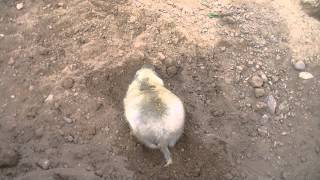 Prairie Dog: Digging