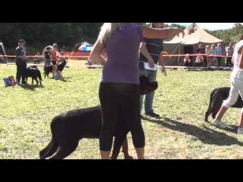 Imperator vom haus Zschammer and his best handler Ekaterina Shepeleva